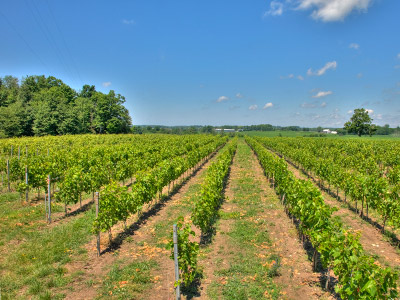 Discover Huron County's Unique Terroir For Complex Wine