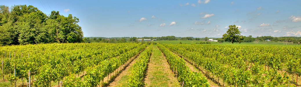 Artisanal Wines from Huron County's First Winery