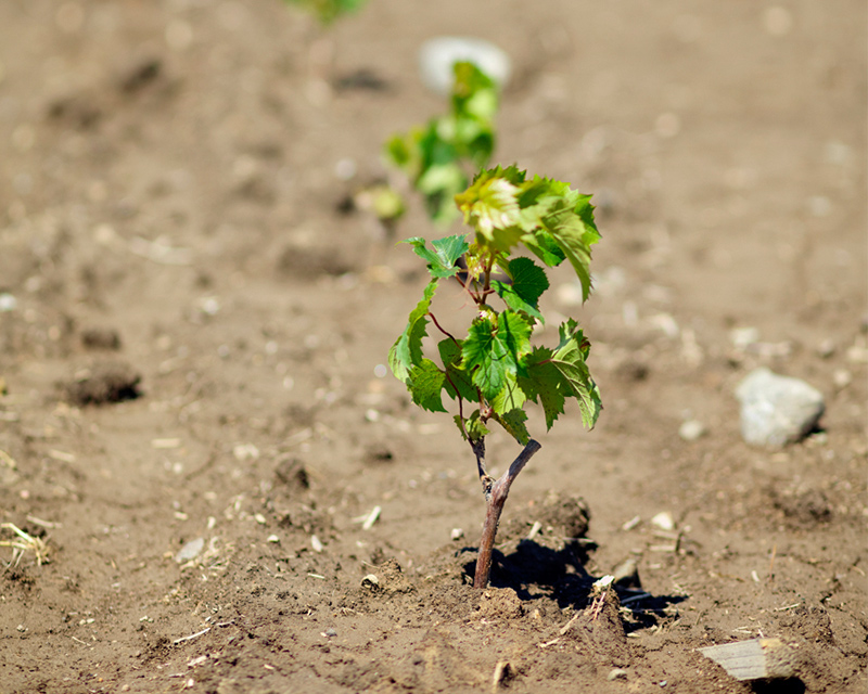 Huron County Terroir for Complex Wine